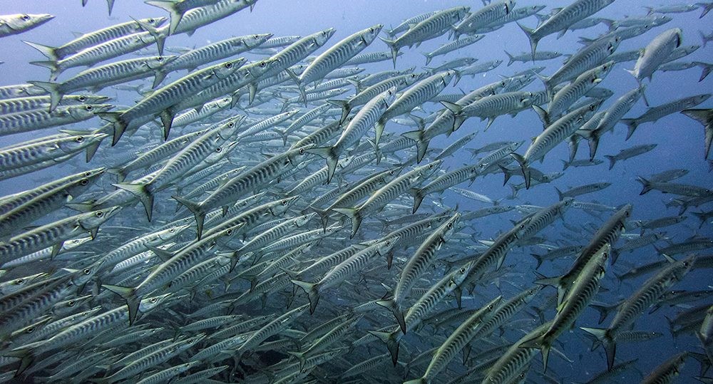Axa Climate launches marine education course - CIR Magazine